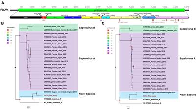 Identification and characterization of multiple novel picornaviruses in fecal samples of bar-headed goose